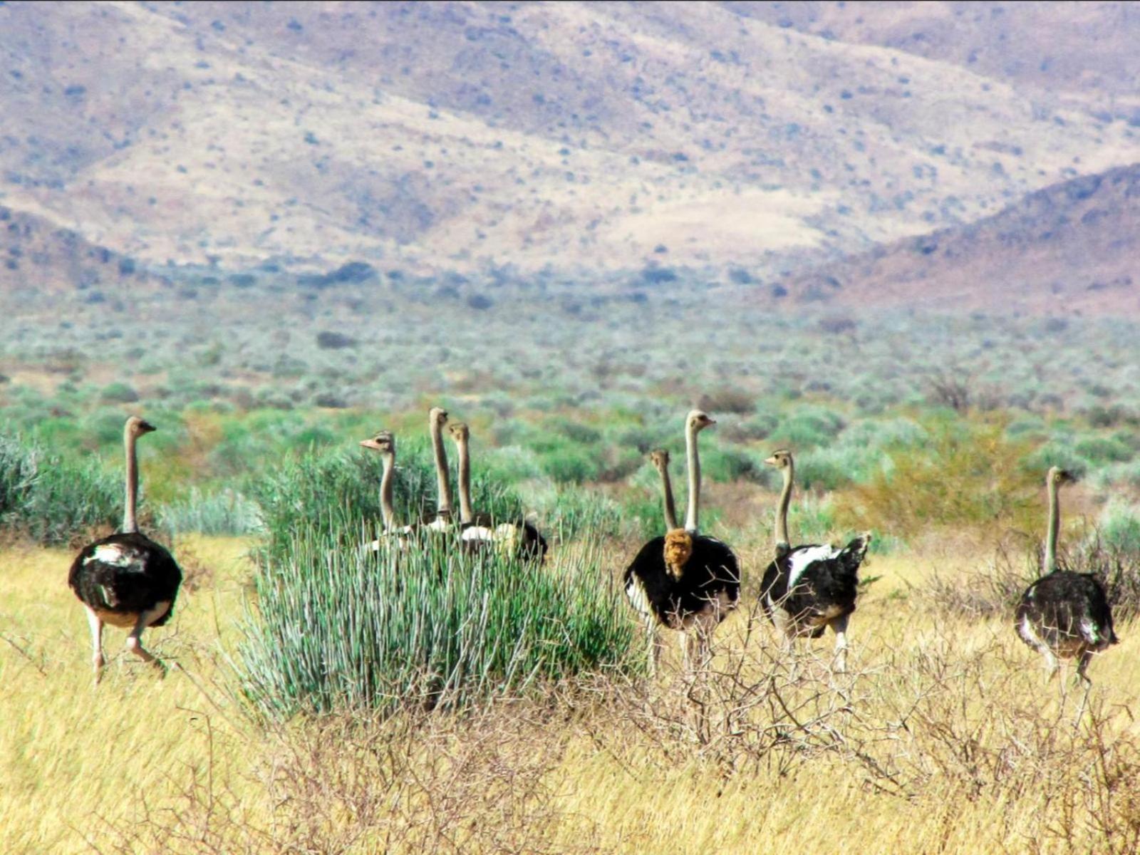 Mount Canyon Guest Farm Keetmanshoop Extérieur photo
